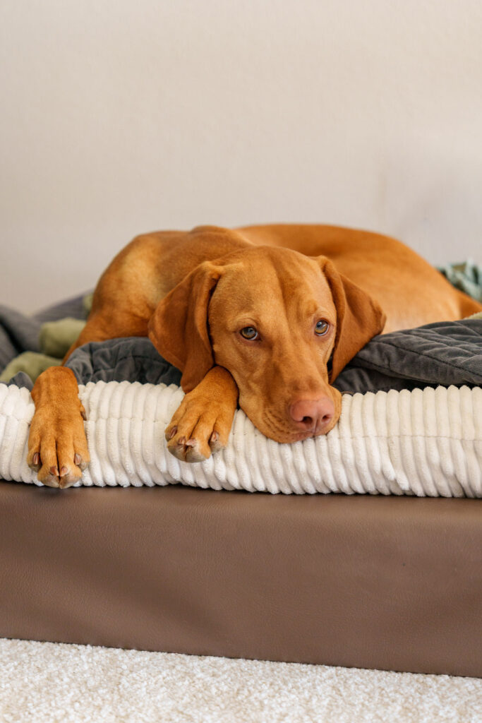 Brauner Hund liegt entspannt auf einem Hundebett